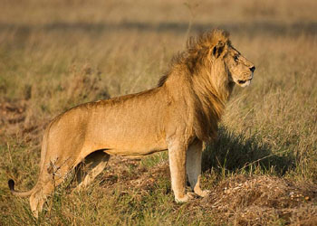 main photo of Tanzania